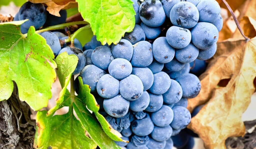 Touriga Nacional grapes