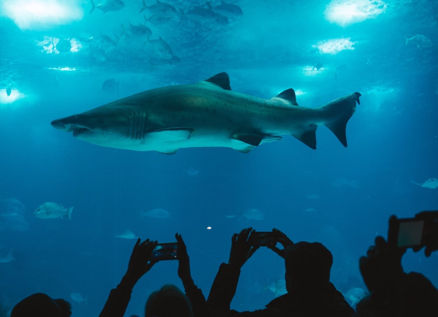 Lisbon Oceanarium: How to Visit & Is It Worth It? Lisbon Oceanarium Shark Exhibit